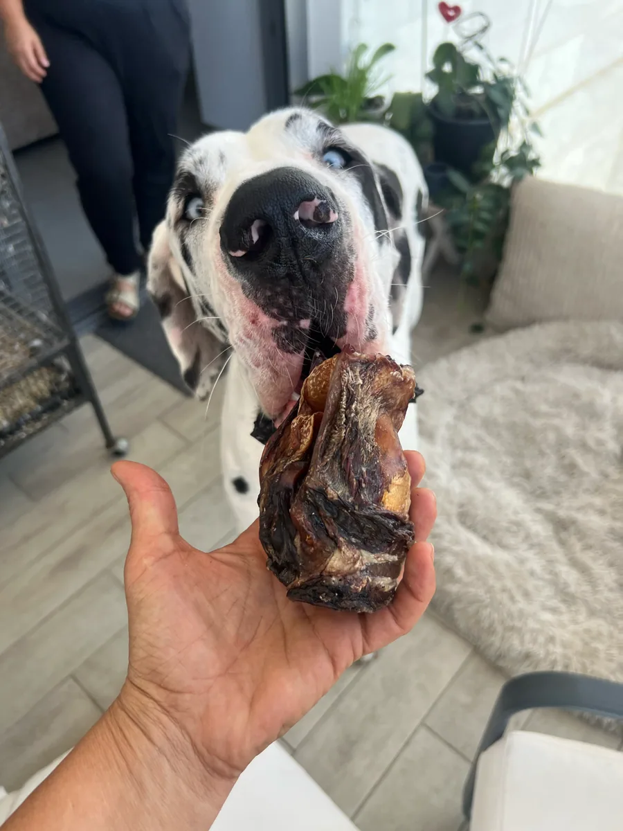 רוקי · דוג דני