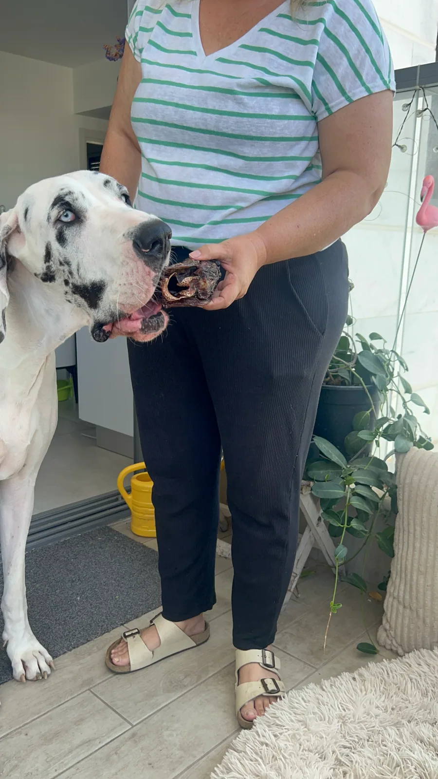 כלב ובעלים עם חטיף אנדרדוג